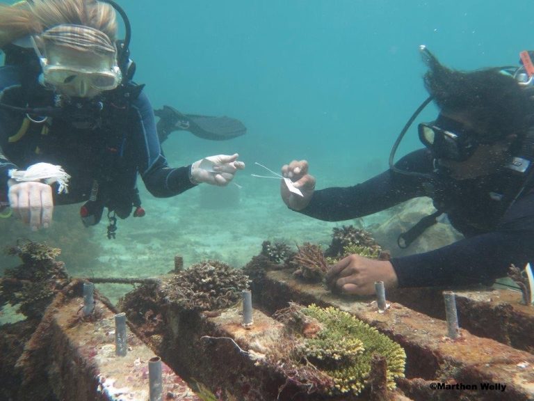 Baby Corals Find a Home!