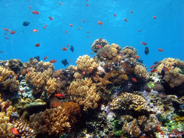 Bali’s Coral Reefs Resilient From Threats; Implementation of Marine Resource Regulations Needed to Prevent Further Decline