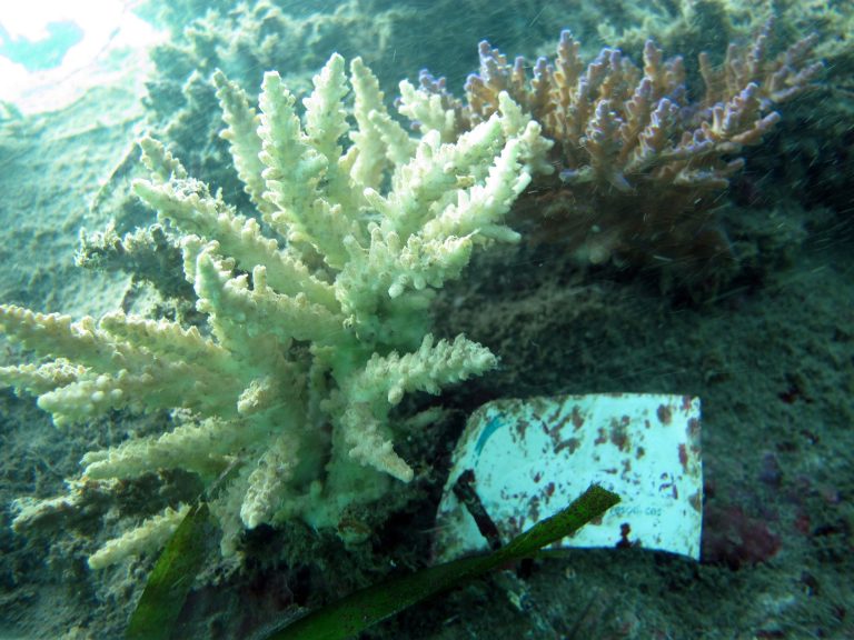 One-Year-Old Baby Corals Thrive in Sanur Channel