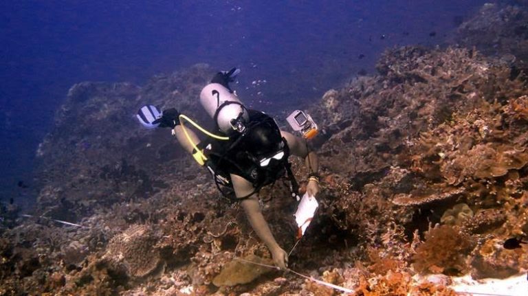 Surveying Marine Life in Morotai