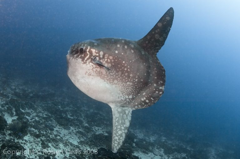 Nusa Penida is now home to the world’s largest bony fish – the Mola Alexandrini (previously known as Mola ramsayi)