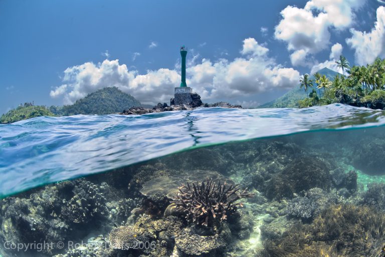 Did you know? Corals are born in a colorful underwater “blizzard”