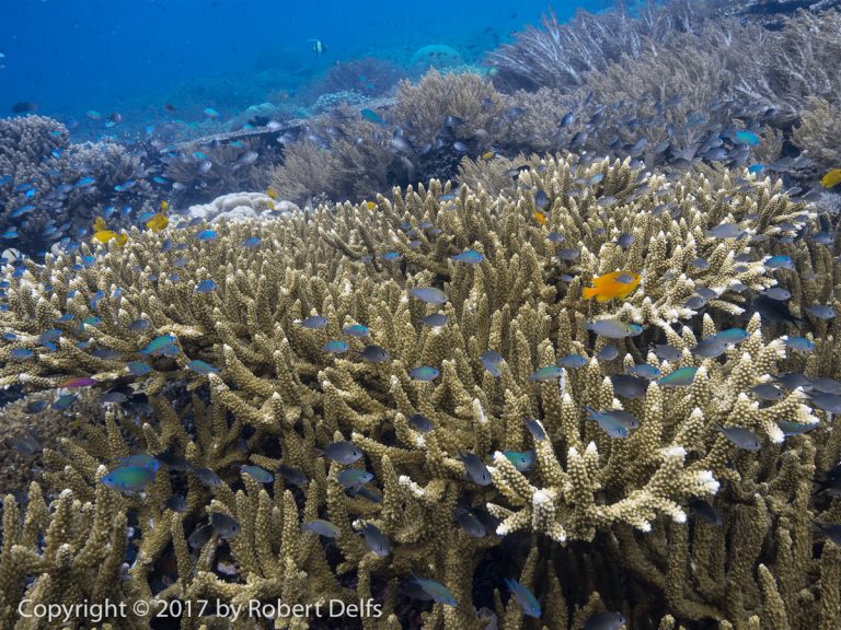 Did you know? The hardiest of all coral species are the Acropora