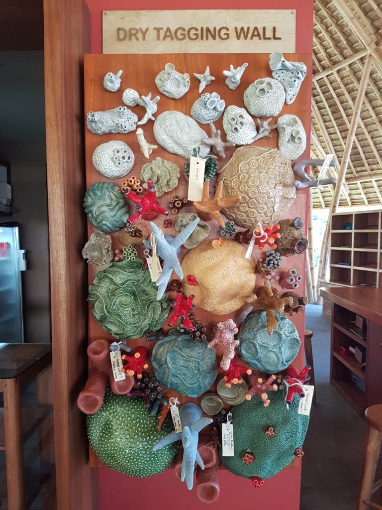 Help Rehabilitate Bali’s Reefs through Our Adopt a Coral Program