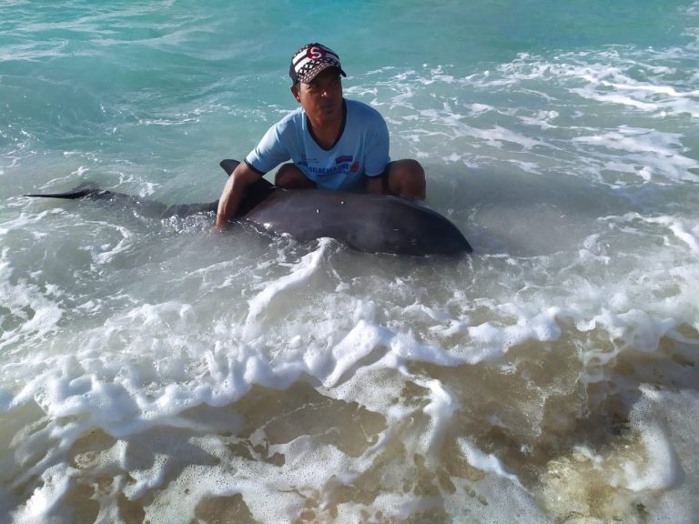 Pejuang Laut Rescues Stranded Whale in Sula