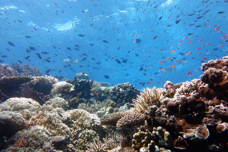 Going Virtual: Online Training on MPA Management Planning