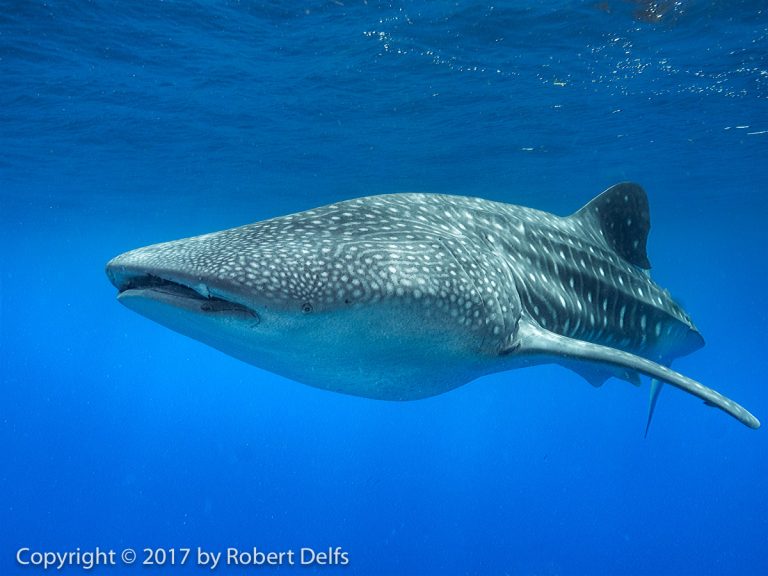 Celebrating International Whale Shark Day on August 30th