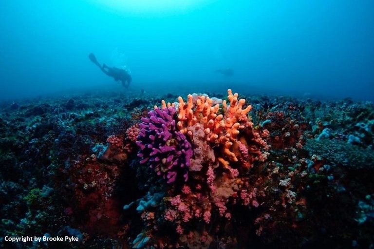Coral Reef Conservation and the Communities Leading the Way