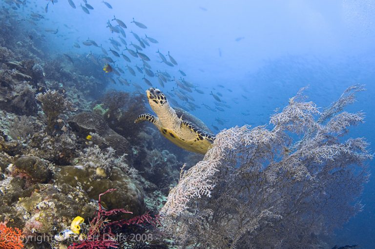 CTC Supports the Development of a Marine Protected Area Network and Sea Turtle Action Plan in the Arafura-Timor Sea