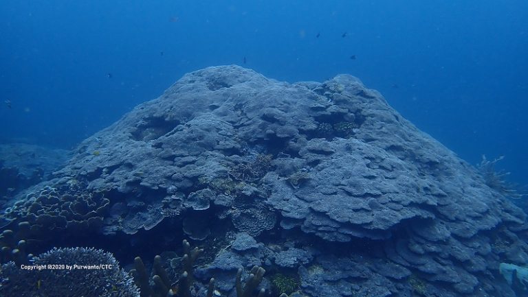 Reef Health Monitoring Shows Thriving Corals in Lease Islands Despite Warming Temperatures