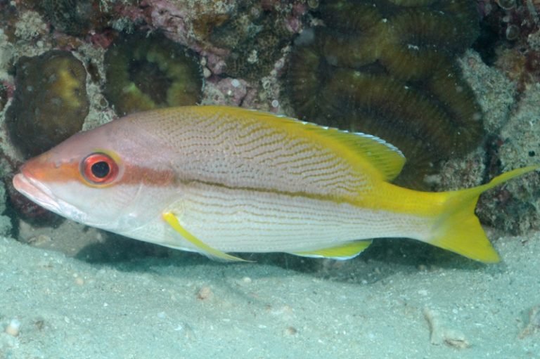 Fisheries Improvement Program for Snapper Fisheries in the Banda Islands
