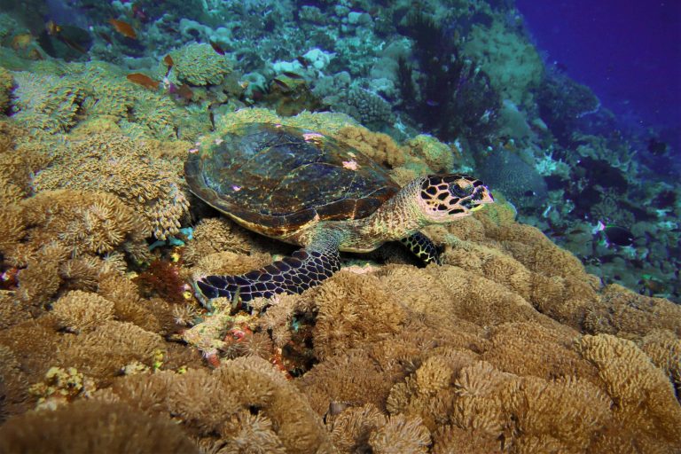 Monitoring Reef and Fish Health in the Nusa Penida MPA