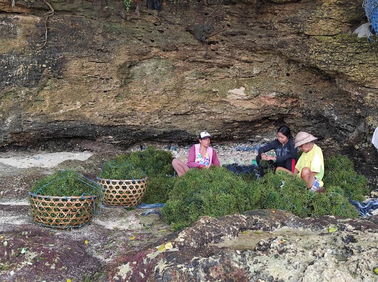 Surviving the Pandemic through Seaweed Farming