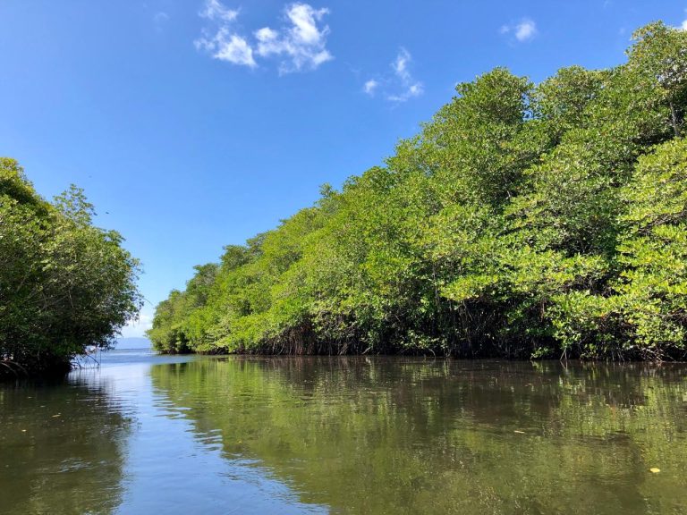 International Mangrove Day