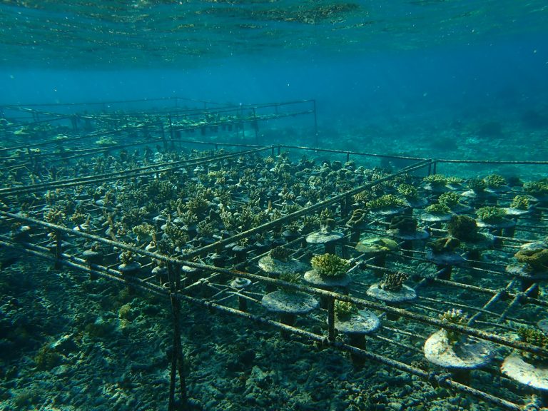 Sharing Lessons Learned in Reef Rehabilitation