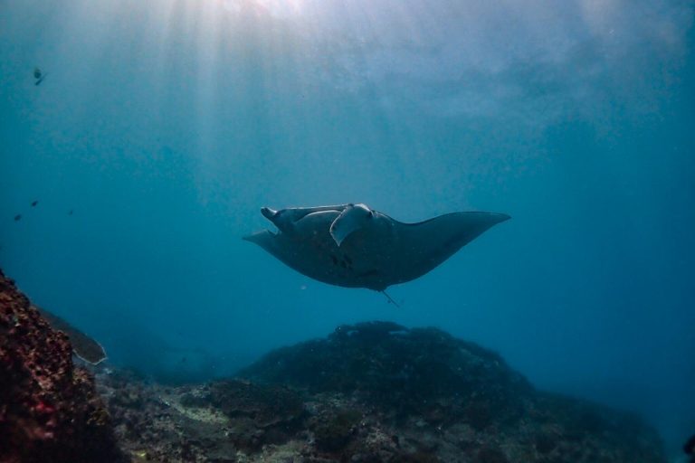 Celebrating World Manta Day: Protecting the majestic mantas of Nusa Penida MPA