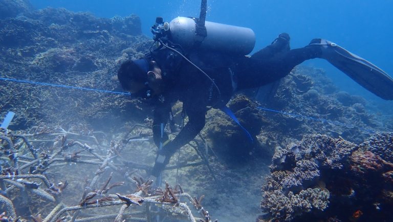 Coral Reef Restoration Task Force:  Mission Bali Hai Reef Star Relocation