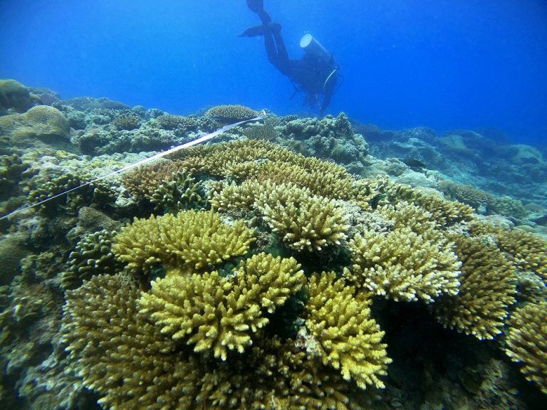 Scientific Surveys to Establish New Marine Protected Areas in Timor-Leste