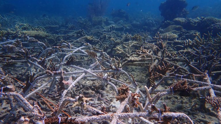 Understanding Regulations on Coral Restoration in Indonesia