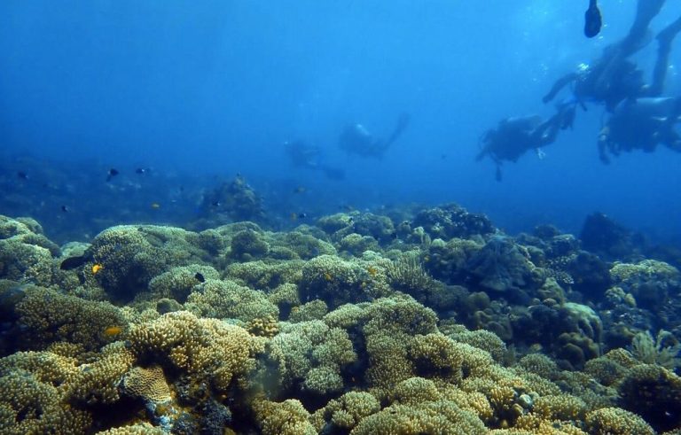 Future Ocean Defenders: Mission Continues!