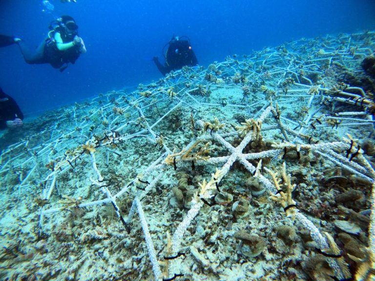 Coral Reef Restoration Task Force (CRTF) Goes to South Sulawesi, Lombok, and Maluku to Visit Reef Restoration Projects
