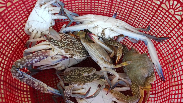 Empowering Blue Swimming Crab (BSC) Women Fishers in Central Java