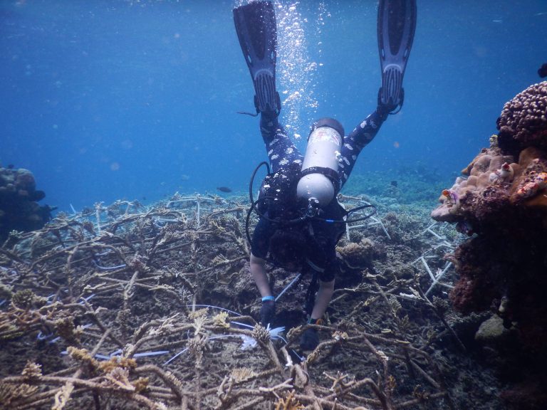 United in Restoration: Collaborative Spirit in the World’s Biggest Reef Restoration Event