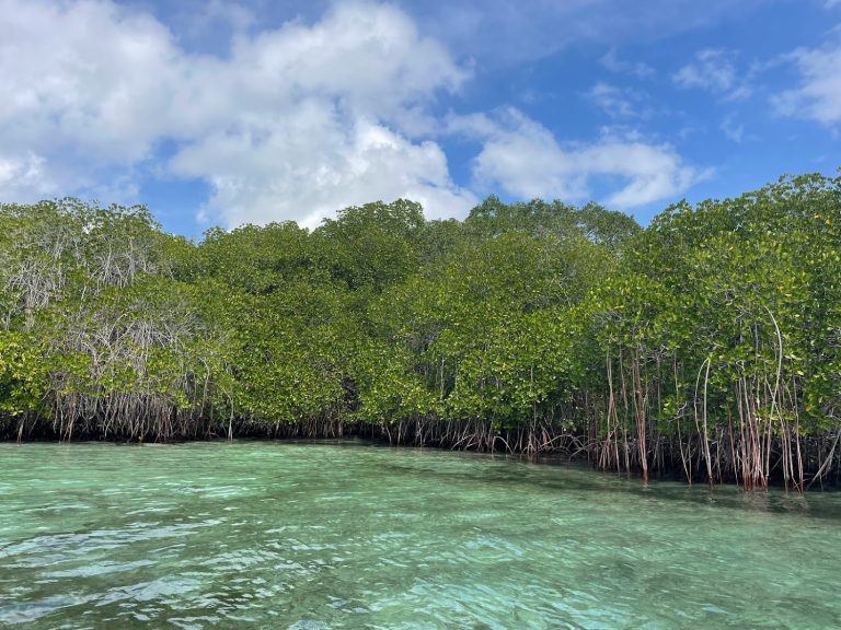 Collaborative Research into Community-Led Mangrove Tours in Nusa Lembongan