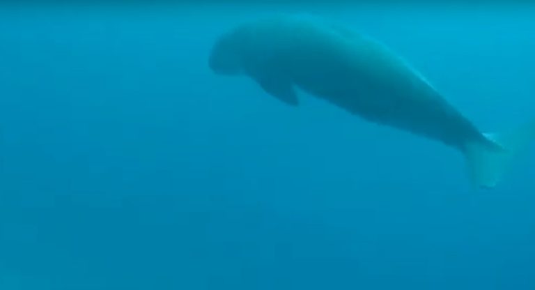 Unlocking the Mystery of Dugongs: The Role of Citizen Science in Dugong Population Monitoring in the Lease Islands