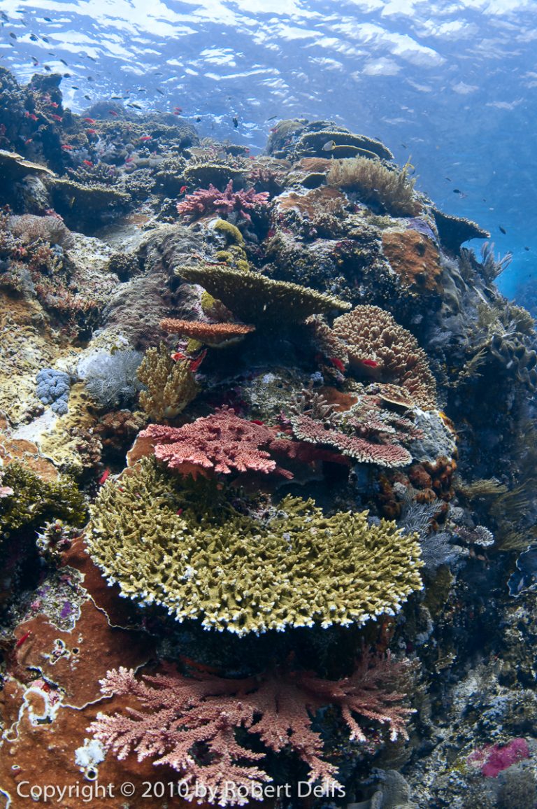 Protecting Our Planet’s Coral Reefs: An Urgent Call to Action