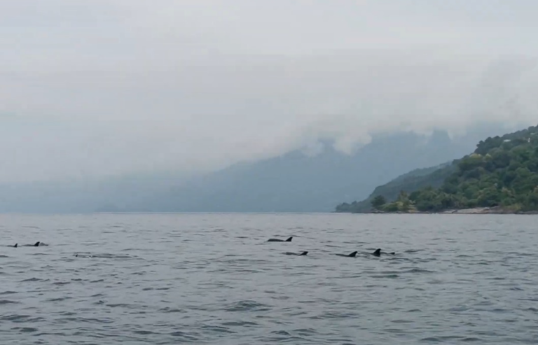 Whale Watching Code of Conduct Training Held in Alor