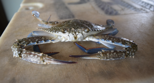 Empowering Central Java’s Blue Swimming Crab (BSC) Committee through Technical Assistance and Workshop