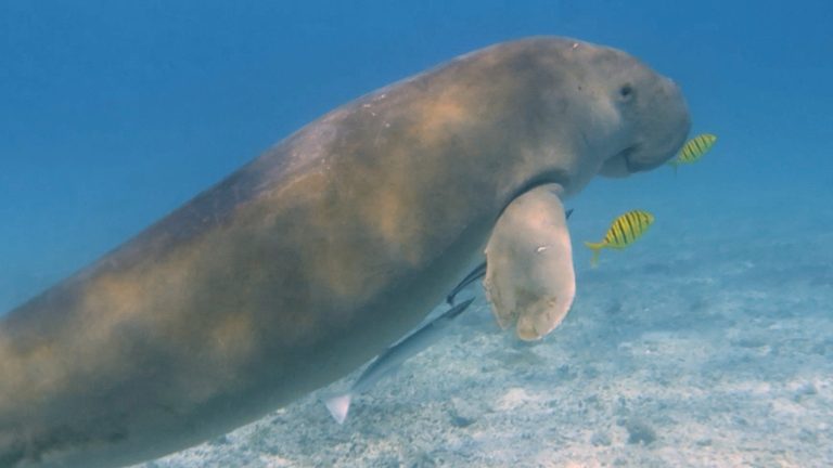 Charismatic Marine Animals Continue to Thrive in Maluku’s Lease Islands and Ay-Rhun Marine Protected Areas