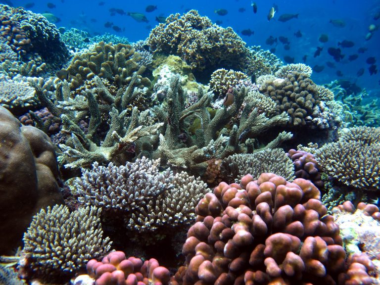 CTC Joins EU-Funded m-CONNECT Project to Strengthen Connectivity-Based Coastal Conservation