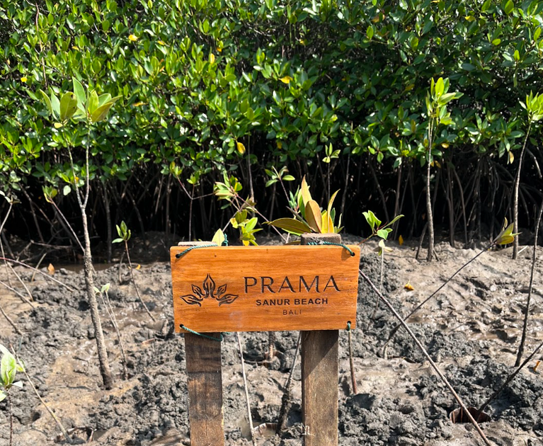 Prama Sanur Hotel Supports Mangrove Restoration in Nusa Lembongan
